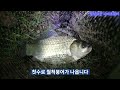 ep162. 여전히 진행중 밤낮없이 뽑아내는 숨겨진 비밀의 숲 포인트 임하댐 추현리 합강리 청송 붕어낚시 crucian carp fishing