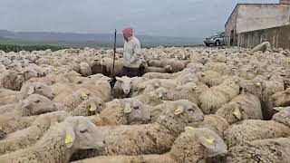 شوفوا الخير ديال الأمطار  الغنم طرحات إجهاض خطير