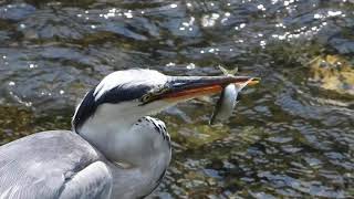 【鳥の捕食】アオサギが大きな魚を生きたまま飲み込む　Grey Heron Ardea cinerea　DSCN4539