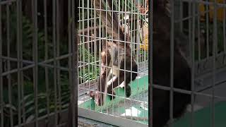 正月🎍②ジェフロイクモザル・クモスケくん♦Geoffroy’s_Spider_Monkey・・・沖縄こどもの国・Okinawa Zoo \u0026 Museum(20220103)