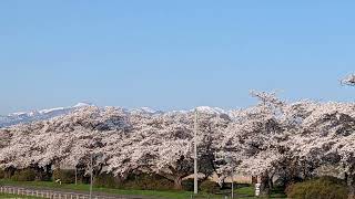 【てくてく散歩】展勝地の桜並木（岩手県北上市）