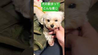 【マルプー】お散歩の流れ #もふもふ #マルプー #小犬 #dog #cute #おすすめ