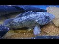 Live Korean Rockfish Cutting for Sashimi │ Noryangjin Fish Market, Seoul Korea │ Seafood in Korea