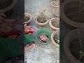 বেলি ফুল গাছ ভর্তি ফুটবে gardening garden viralvideo