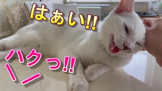 返事をしたりお手をしたり弟猫は間違いなく天才です