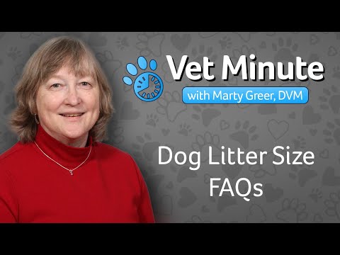 How many litters can a dog have in one year?