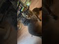 maine coon try’s to show love to grumpy nebelung but gets rejected