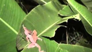 FROGS FIGHTING