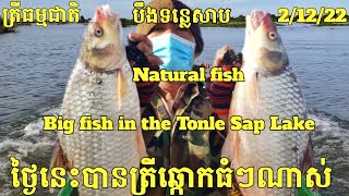 ថ្ងៃនេះបានត្រីឆ្កោកធំៗណាស់ || Big fish in the Tonle Sap Lake || Freshwater Fish Market KH [Ep.18]