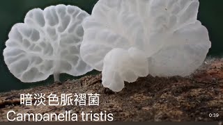 暗淡色脈褶菌Campanella tristis 真菌 fungi 木生 腐生菌