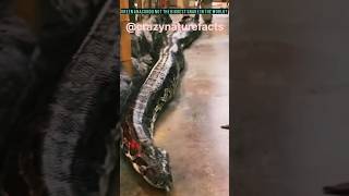 Green Anaconda NOT the biggest snake in the world? 😱 OMG 😱 🐍