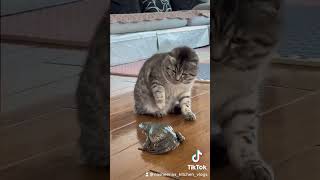 Frog screaming at the cat #shorts #shortsfeed #catlover #frog #funnyanimals #animals