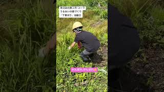 北陸コカ・コーラうるおいの森づくり活動「下草刈り」#shorts #北陸コカコーラ #富山 #いろはす #天然水 #森づくり#企業の森づくり#利賀