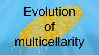 Life of Reccembra - Evolution of multicellularity