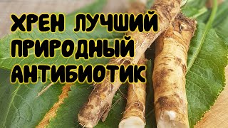 Хрен лучший природный антибиотик!