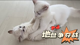 两只猫为了地盘打架｜二打一｜小奶猫刚到新家｜ 地盘之争