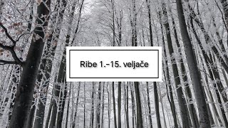 Ribe 1. - 15. veljače/februara