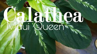 Calathea Maui Queen struggling for survival