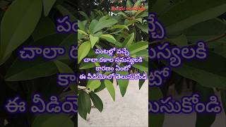 పంటల యాజమాన్యం #farming #agriculture #virulshorts #trending