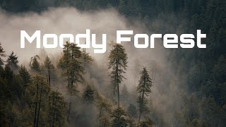 Moody Peaceful Forest | Cinematic Video | Sanidhya Chanana