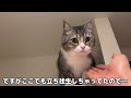 登った冷蔵庫から降りれなくなって助けを求めてくる猫がかわいすぎましたw