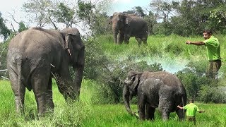 The wounded elephant treated by wildlife officers !