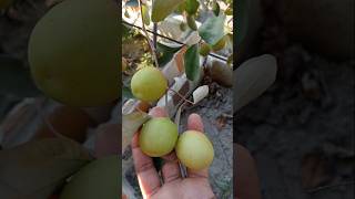 ছাদ বাগানে কূল হয়েছে #garden #chadbagan #chad #minivlog #viralvideo #farming #chadkrishi