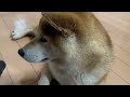 【柴犬の換毛期】室内にいるもっちゃんだけ始まりました！