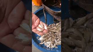 মলা মাছ কাঁটার সহজ পদ্ধতি |How To Cut Mola Carplet Fish