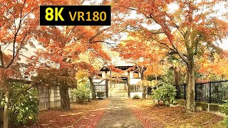 【8K VR180】 宮城 仙台市 正楽寺・善導寺・林香院