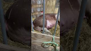 Baby Hereford piglets born! #short