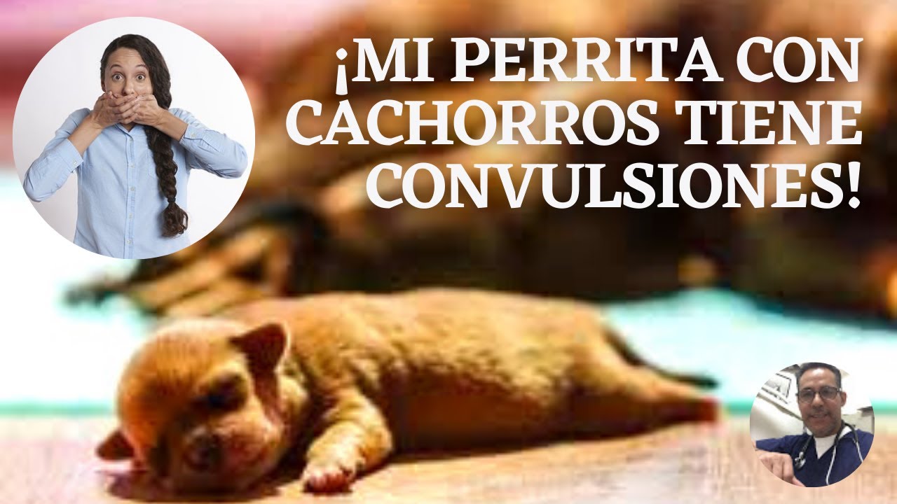 CONVULSIONES EN PERRAS CON CACHORROS RECIÉN NACIDOS - YouTube