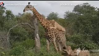 Giraffe VS Lion Moments