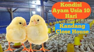 Kondisi Ayam Di Usia 10 Hari Pada Kandang Close House - Proses Pemeliharaan Ayam Broiler