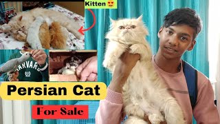 Extreme Punch Face Persian Cat and Kitten At Cheapest Price 🤑 | African Grey, Sugar Glider Etc...