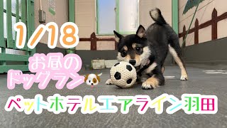 1/18昼☀️ワンちゃんドッグラン〜猫ちゃん〜のご様子です♪羽田空港近くのペットホテルエアライン羽田にご宿泊中のペットちゃん達です♡