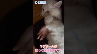 猫。ラグドールは抱っこが大好きなのです！#shorts