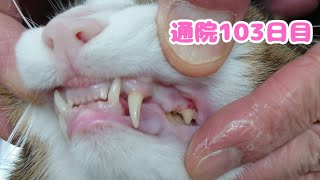 【688日目】今日も腎臓病と闘うミュウちゃん#猫#ねこ#cat#cute#猫の腎臓病#慢性腎臓病猫#猫のいる暮らし#保護猫#病院#通院