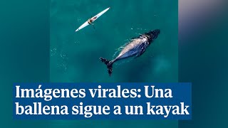 Las sorprendentes imágenes de una ballena siguiendo a un kayak