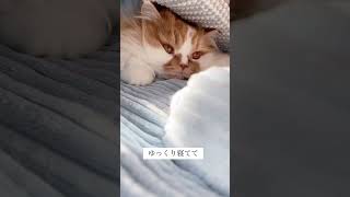 もふもふでも寒いんです　なんだかな日常　#shorts #もふもふ猫#cat