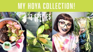 MY HOYA COLLECTION! + Care Guide 🪴 13 Varieties, Rare & Common