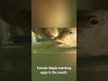 Female tilapia hatching eggs in the mouth