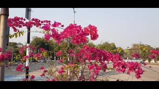 ดอกเฟื่องฟ้า(Bougainllea Flower) ผ่อนคลายกับดอกไม้สวยๆกันนะค่ะ