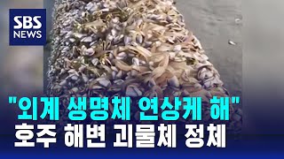 3m 길이의 기이한 투명 줄기…호주 해변 괴물체 정체 / SBS /  오클릭