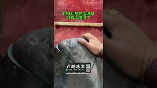 什么样的原石让两位买家大打出手，切开后感叹这场架打的太值了 #翡翠原石 #緬甸翡翠 #jade #翡翠原石直播