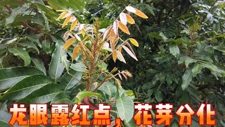 龍眼11月中旬施氯酸鉀，1月中旬露紅點，開始花芽分化，梢上花 Longan Fertilize potassium chlorate in November, flowering in January