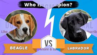 Beagle vs Labrador retriever