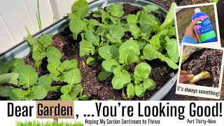 My Garden in February | #vegan | Growing My Own Food | Growing A Garden