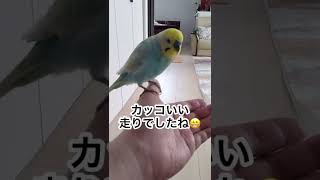 公園デビュー前に、走る練習をするインコ🐥関西弁のくーちゃん🐥