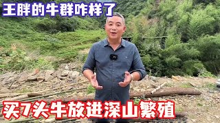 买7头牛放进深山繁殖，整整1年半时间过去，看看王胖的牛群咋样了【王玮先生】